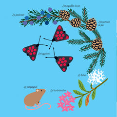 Mes imagiers de la vie sauvage - La montagne