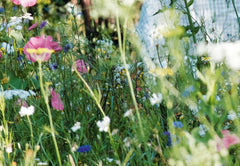 Les fleurs