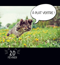 Mini calendrier 365 jours LOL Cats