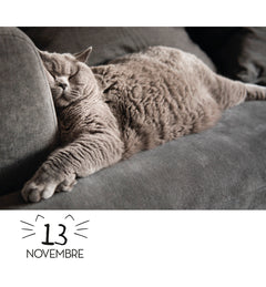 Mini calendrier 365 jours LOL Cats