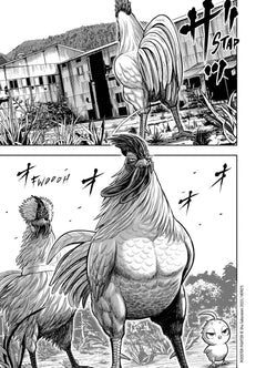 Rooster Fighter - Coq de Baston T05