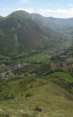 Découvrir la flore des Pyrénées