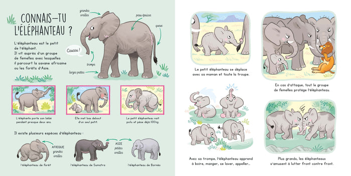Connais-tu les bébés animaux ?