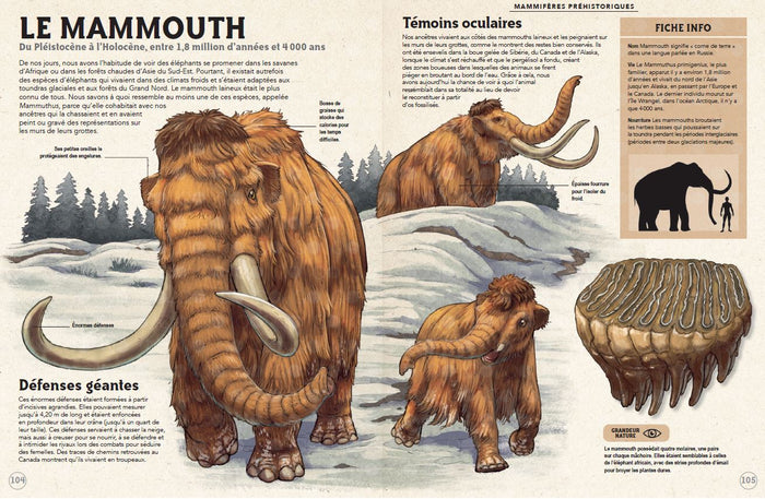 Incroyables animaux de la préhistoire