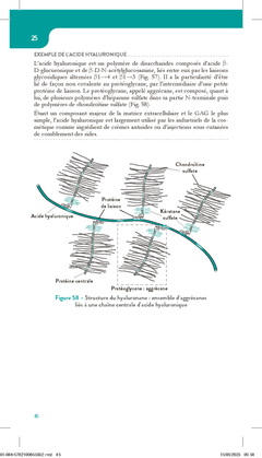 Les glucides