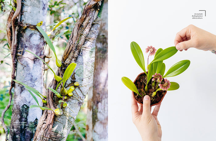 Orchidées - Guide de culture décomplexé