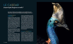 Enigmatiques - La vie secrète des animaux les plus impressionnants