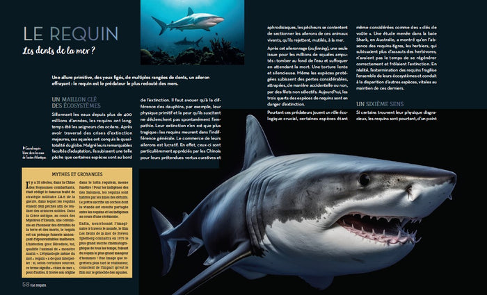 Enigmatiques - La vie secrète des animaux les plus impressionnants