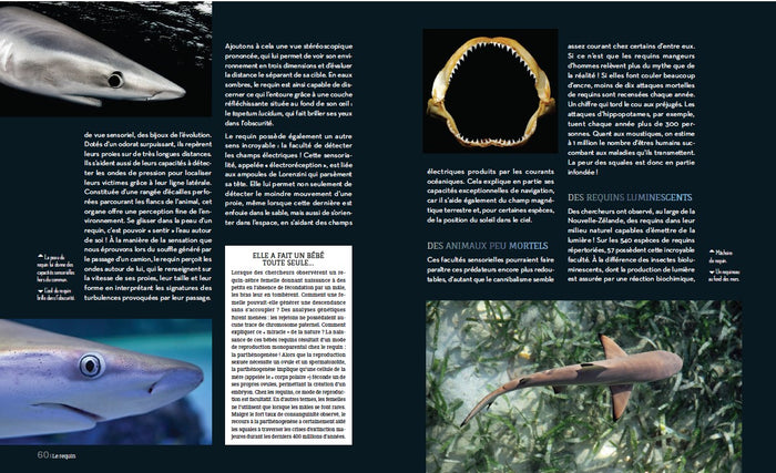 Enigmatiques - La vie secrète des animaux les plus impressionnants