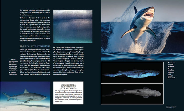 Enigmatiques - La vie secrète des animaux les plus impressionnants