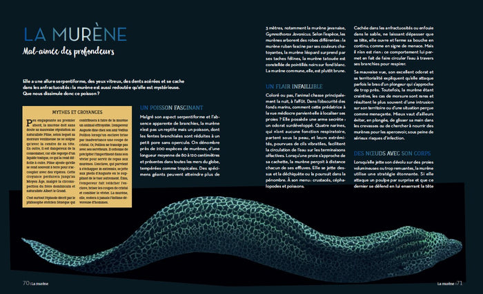 Enigmatiques - La vie secrète des animaux les plus impressionnants