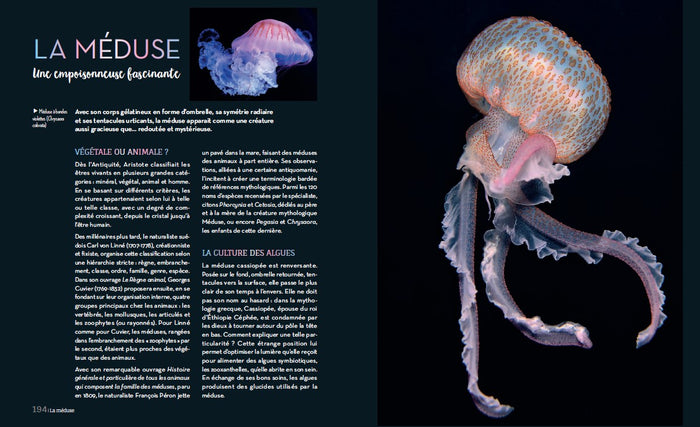 Enigmatiques - La vie secrète des animaux les plus impressionnants