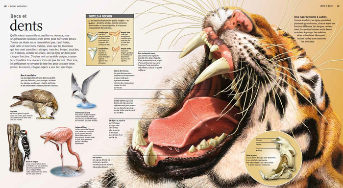 Terribles prédateurs