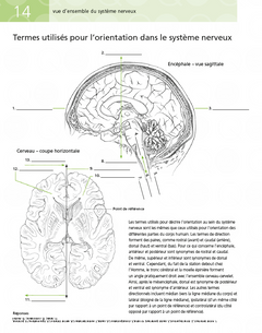 Neuroanatomie en 200 schémas à légender et colorier
