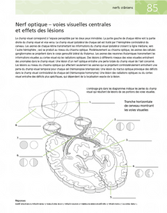Neuroanatomie en 200 schémas à légender et colorier