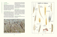 Cultiver les céréales
