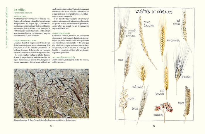 Cultiver les céréales