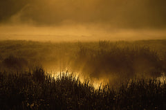 La rivière en bas de chez moi