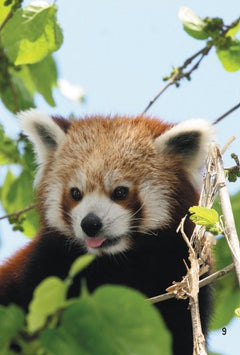 1ères lectures UNE SAISON AU ZOO - Tout roux, tout doux !