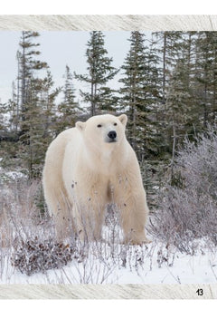 Mes premières Lectures Une SAISON au ZOO - CE1 - La terre des ours polaires