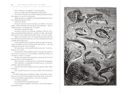 Vingt mille lieues sous les mers