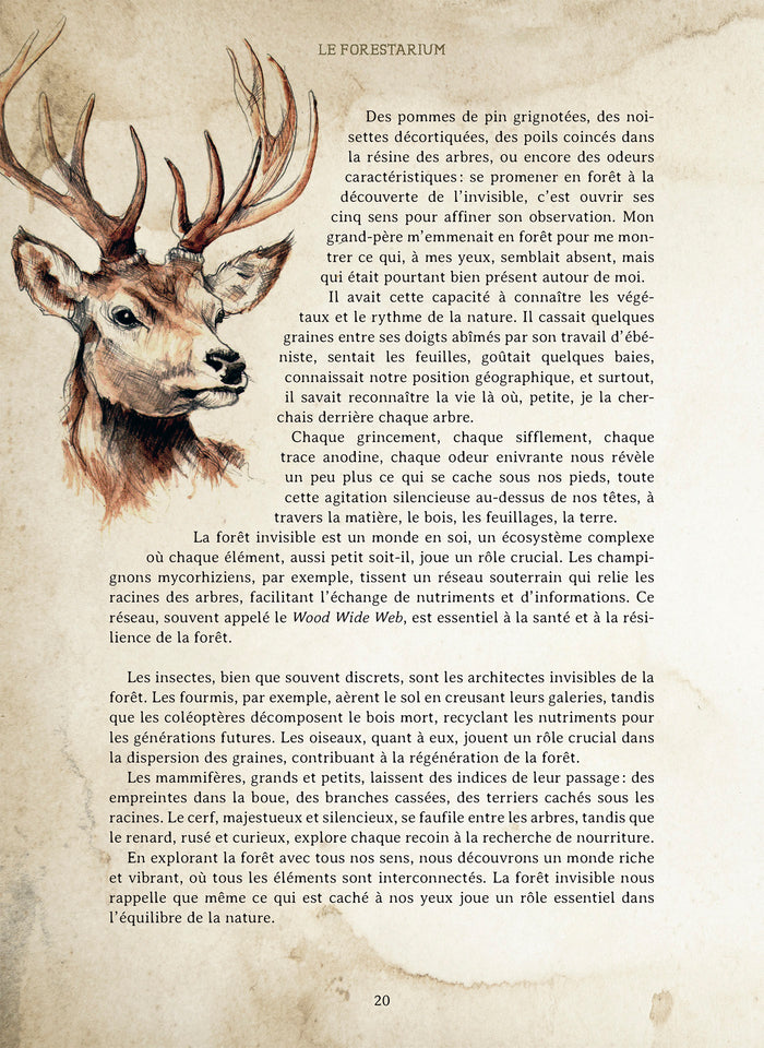 Le Forestarium - Mythes, légendes et explorations au coeur de la forêt