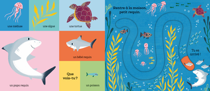 Suis le chemin petit requin