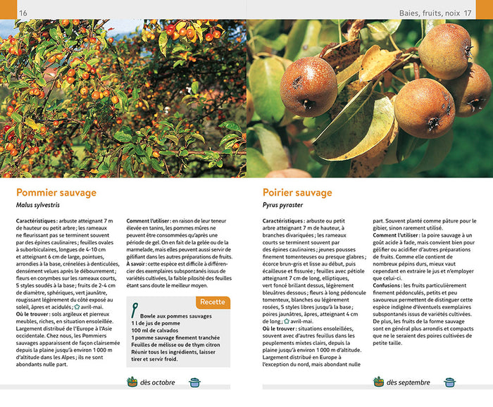 Plantes sauvages comestibles et toxiques