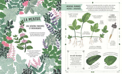 Plante