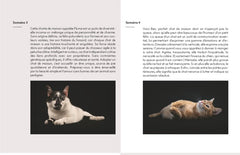Semainier 2025 - Chats mignons