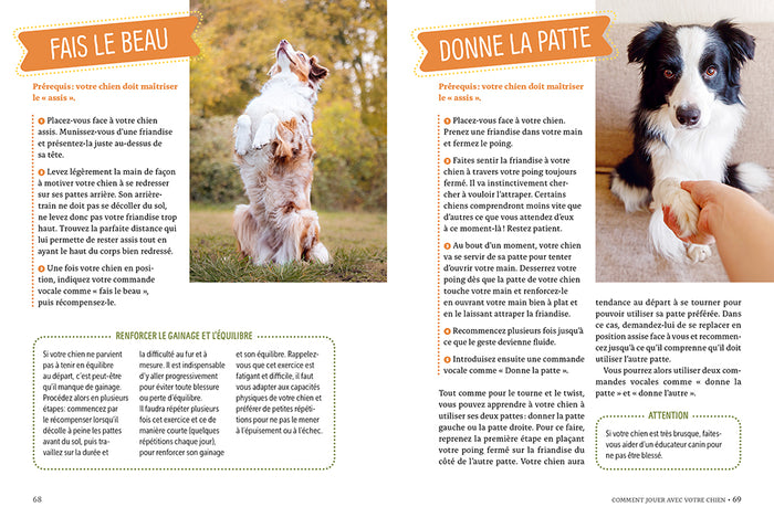 Éduquer son chien par le jeu - Une méthode efficace pour renforcer la relation