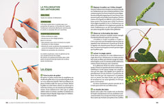 Le guide de la multiplication des plantes d'intérieur