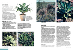 Cactées et succulentes - Comment les cultiver et les entretenir facilement