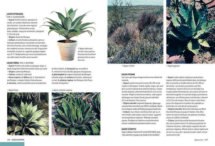 Cactées et succulentes - Comment les cultiver et les entretenir facilement