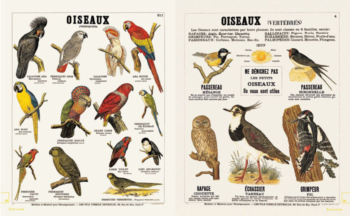 Leçons de choses & autres curiosités naturelles