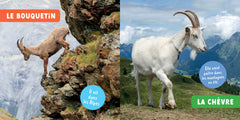 Les animaux de la montagne
