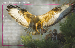 Les rapaces - 100 infos à connaître