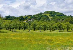 Créer et entretenir un verger permaculturel