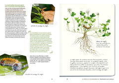 Le doryphore n'aime que les patates - 60 chroniques de végétaux, d'insectes et autres petites bestioles du jardin