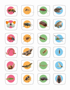 Je sais reconnaître les petites bêtes
