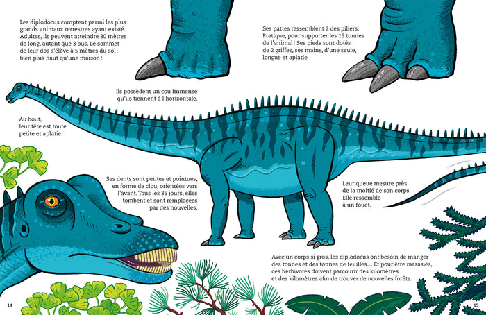 Diplodocus, géant gourmand
