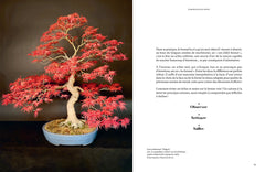 L'art du bonsaï