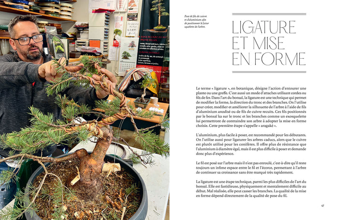 L'art du bonsaï