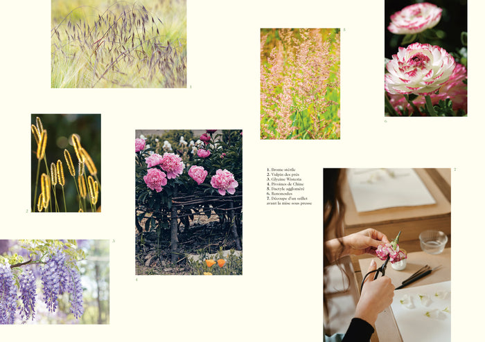 Herbarium. Un art de vivre avec les fleurs séchées