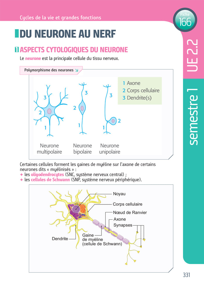 Tout le Diplôme Infirmier en fiches mémos - DEI - UE 1.1 à 6.2 - IFSI - Entrainement révision 3e Ed