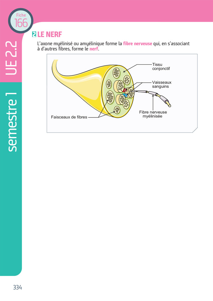 Tout le Diplôme Infirmier en fiches mémos - DEI - UE 1.1 à 6.2 - IFSI - Entrainement révision 3e Ed