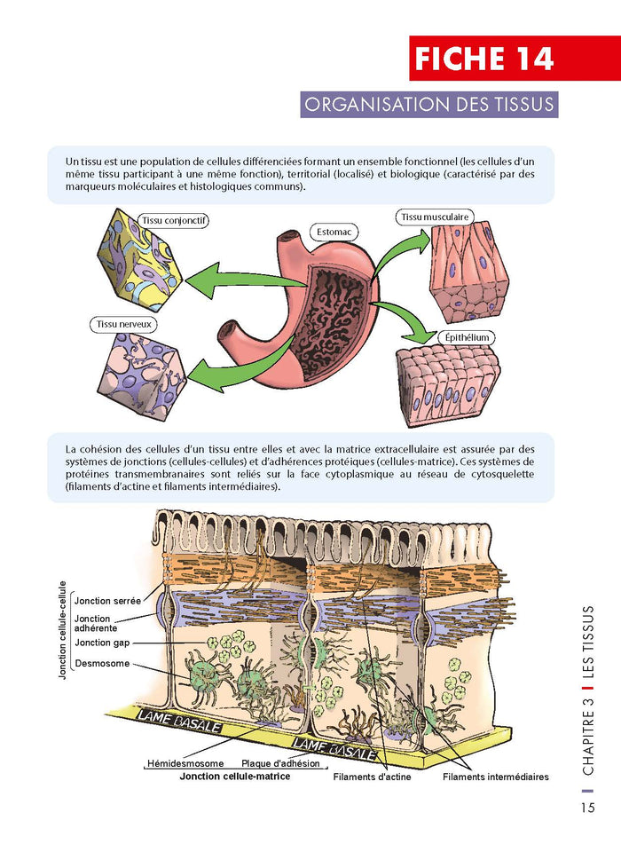 Mémo visuel de physiologie humaine
