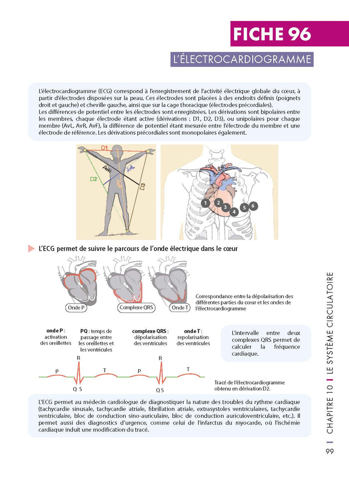 Mémo visuel de physiologie humaine