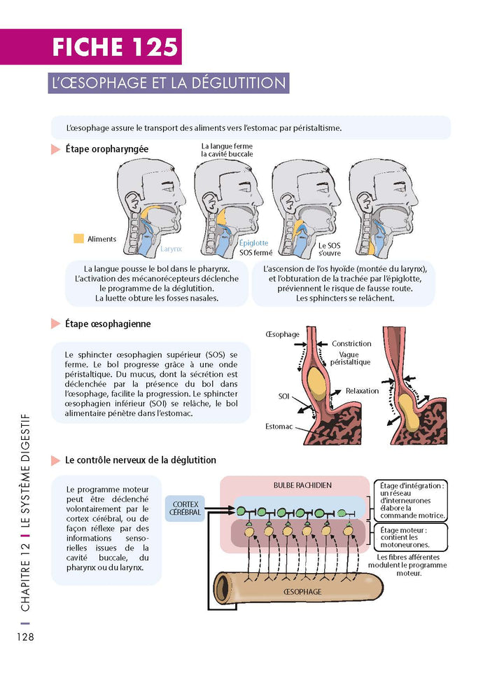 Mémo visuel de physiologie humaine