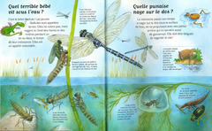 Les insectes - Questions/Réponses - Dès 7 ans